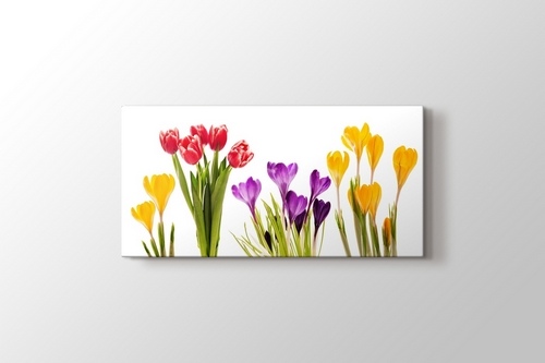 Picture of Colourful Flowers