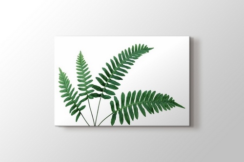 Picture of Fern Leaves