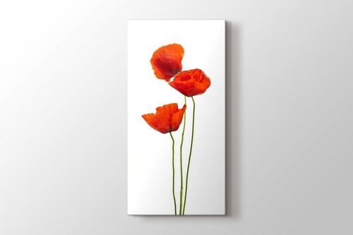 Picture of Poppies