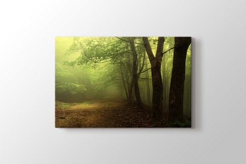 Picture of Green Forest With Fog