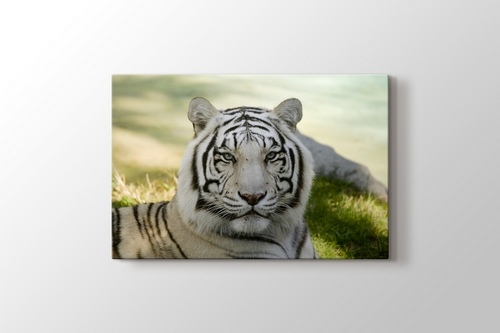 Picture of Amur Tiger