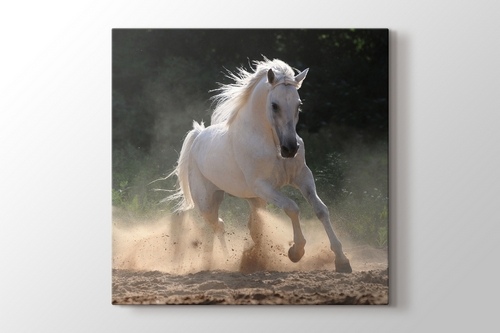Picture of White Horse Run In Dust