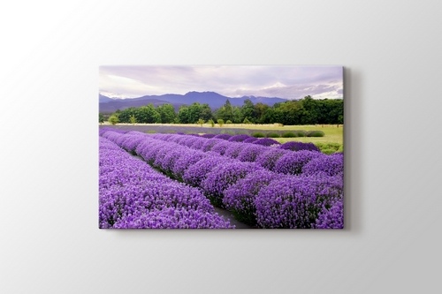 Picture of Lavender Farm In Sequim, Washington, USA