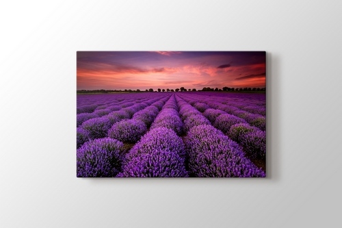 Picture of Stunning Landscape With Lavender Field At Sunset