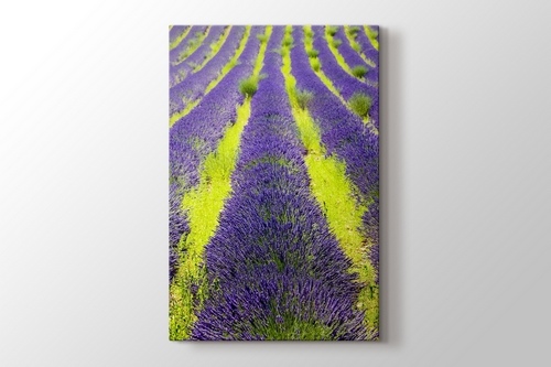 Picture of Lavender Field, Plateau De Valensole, Provence, France