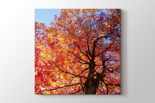 Picture of Autumn Leaves