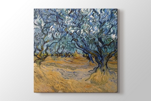 Picture of Olive Trees