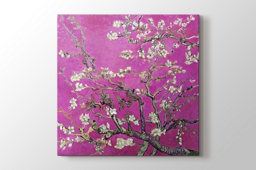 Picture of Blossoming Almond Tree